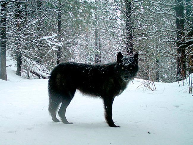 Oregon officials ask public help to find killers of 8 wolves | iNFOnews.ca