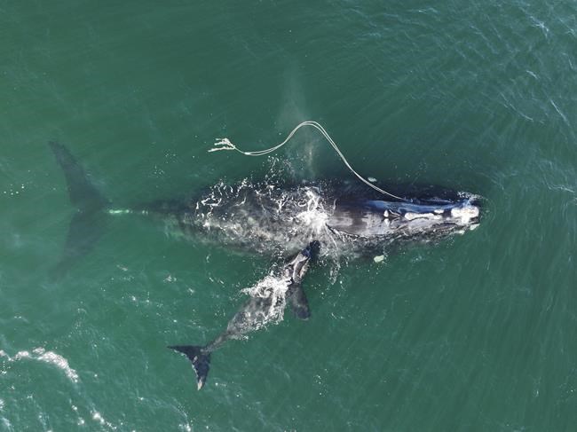 Endangered whale gives birth while entangled in fishing rope | iNFOnews.ca