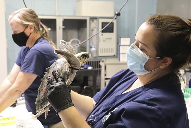 When turtles fly: Cold-stunned animals nursed in Mississippi | iNFOnews.ca
