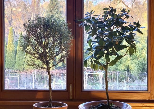 Most herbs don't thrive on winter windowsills. Two do. | iNFOnews.ca Most herbs don't thrive on winter windowsills. Two do. | iNFOnews.ca