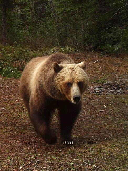 Montana advances grizzly bear plans that could allow hunting | iNFOnews.ca