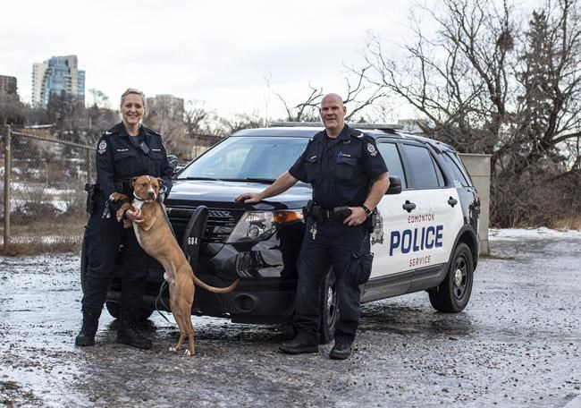 Edmonton's animal cruelty investigations unit example for other police services | iNFOnews.ca CP399689016