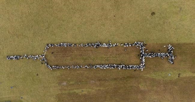 Sheep, goats join in German efforts to encourage vaccination | iNFOnews.ca