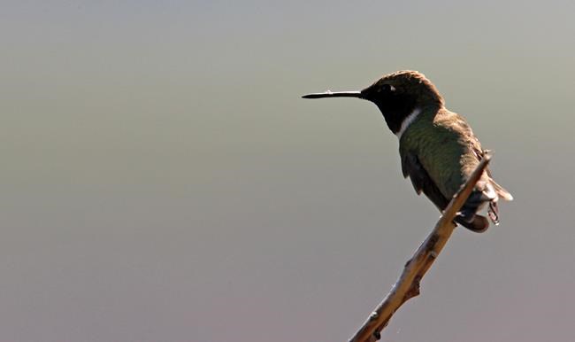 Extreme cold weather causes detrimental impacts on birds in B.C.: Wildlife experts | iNFOnews.ca Extreme cold weather causes detrimental impacts on birds in B.C.: Wildlife experts | iNFOnews.ca