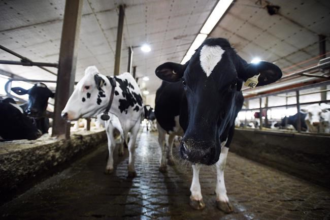 Highly contagious variant could stress Canadian food production, farm groups say | iNFOnews.ca CP1888606186