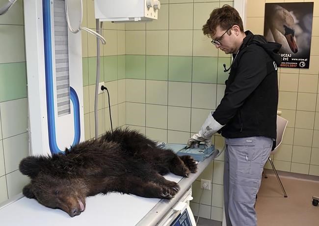 Sick bear cub in Poland euthanized as no improvement | iNFOnews.ca