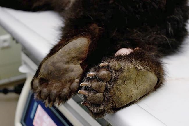Vets in Poland hope antibiotics will save brown bear cub | iNFOnews.ca