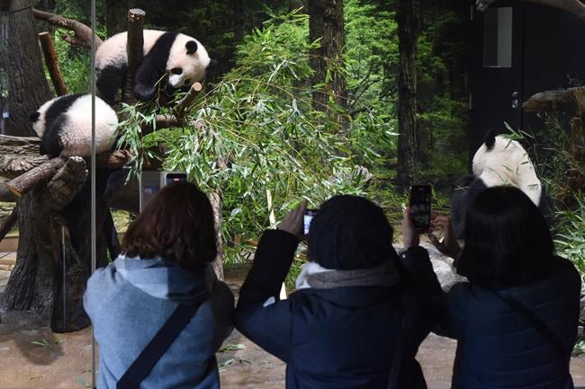 Twin panda cubs debut at Tokyo zoo, woo devoted fans | iNFOnews.ca