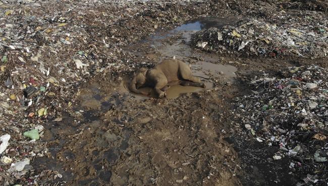 Elephants dying from eating plastic waste in Sri Lankan dump | iNFOnews.ca Elephants dying from eating plastic waste in Sri Lankan dump | iNFOnews.ca