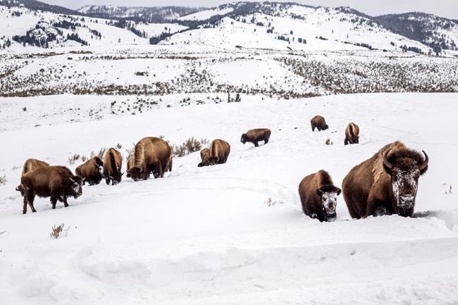Yellowstone bison species decision questioned by US judge | iNFOnews.ca Yellowstone bison species decision questioned by US judge | iNFOnews.ca