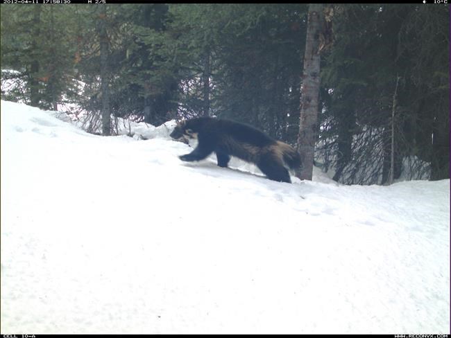 Industrial development giving coyotes an edge in wolverine habitat: study | iNFOnews.ca