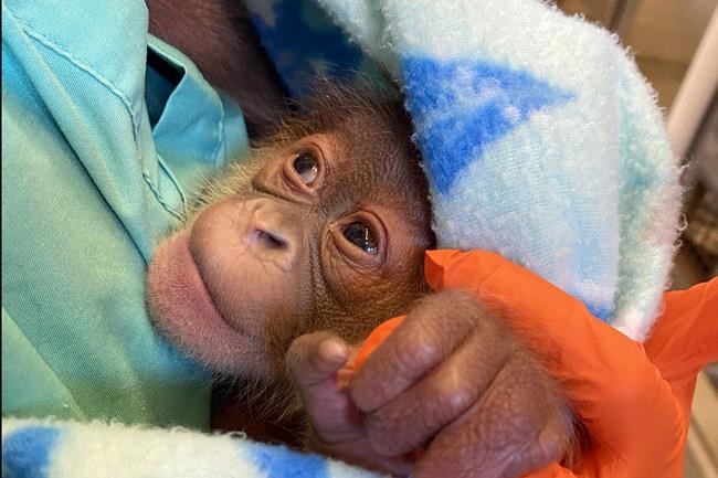 Baby orangutan being bottle-fed, which intrigues others | iNFOnews.ca