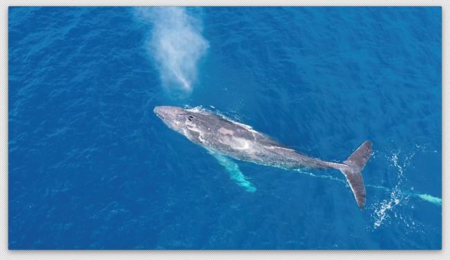 Search on for humpback whale entangled in debris off Hawaii | iNFOnews.ca