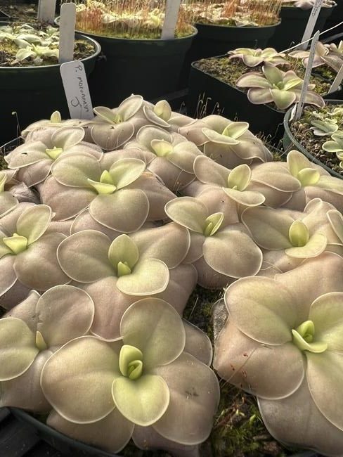 Holey leaves and vines! A look at houseplant trends for 2022 | iNFOnews.ca