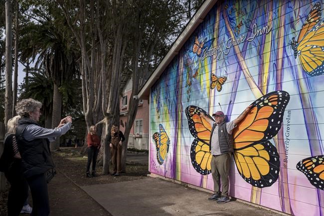 Western monarchs rebound but still below historic population | iNFOnews.ca