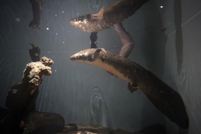 Meet Methuselah, the oldest living aquarium fish | iNFOnews.ca Meet Methuselah, the oldest living aquarium fish | iNFOnews.ca