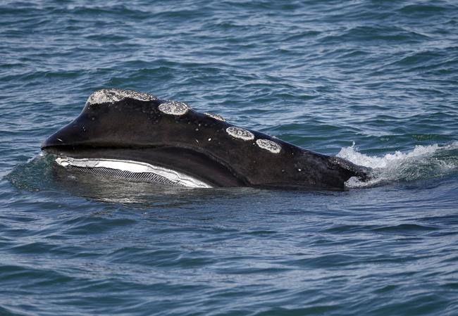Baby whale genetic testing may help save species, study says | iNFOnews.ca
