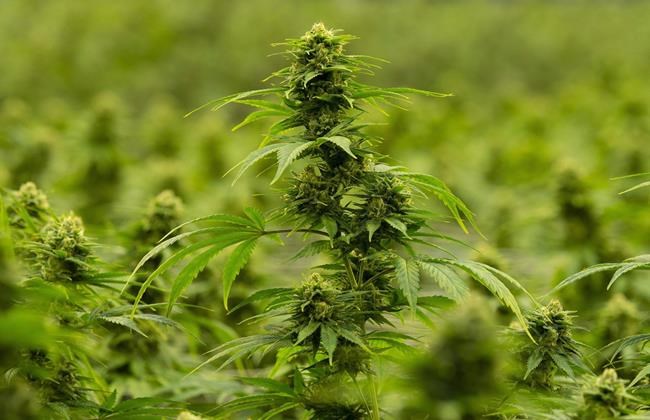 Hexo receives warning from Nasdaq after non-compliance with bid requirements | iNFOnews.ca