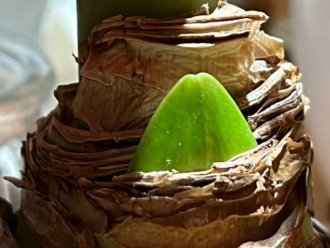 Showy amaryllis makes a perfect Valentine's plant or gift | iNFOnews.ca Showy amaryllis makes a perfect Valentine's plant or gift | iNFOnews.ca