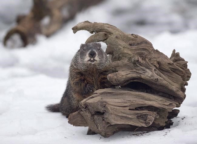 Groundhog Day: Shubenacadie Sam, Wiarton Willie disagree on weather forecast | iNFOnews.ca