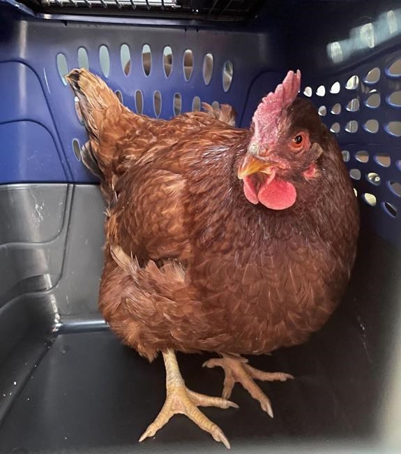 Wandering hen taken into custody at Pentagon security area | iNFOnews.ca Wandering hen taken into custody at Pentagon security area | iNFOnews.ca