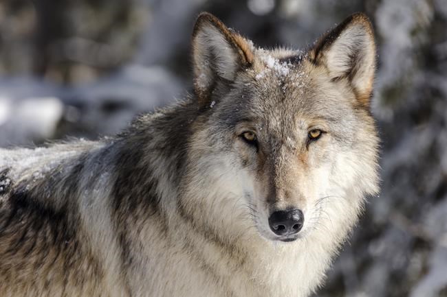 Judge restores protections for gray wolves across much of US | iNFOnews.ca