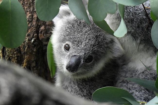 Koala declared endangered as disease, lost habitat take toll | iNFOnews.ca