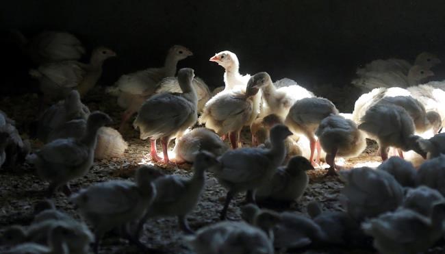 US bird flu case puts chicken, turkey farms on high alert | iNFOnews.ca CP980568350