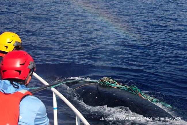 Entangled humpback whale cleared of marine debris off Maui | iNFOnews.ca