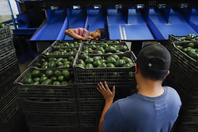 US paves way for resumption of Mexico avocado exports | iNFOnews.ca CP534527652