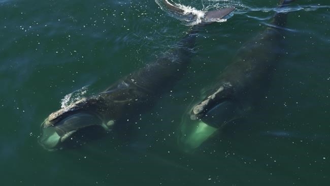 New documentary hopes to bring plight of North Atlantic right whale to wider audience | iNFOnews.ca