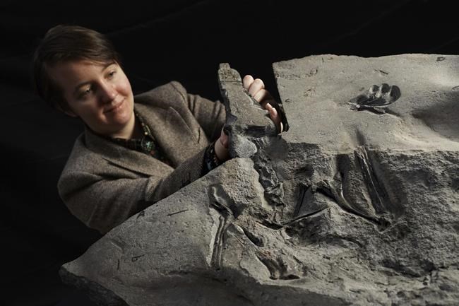 'Superbly preserved' pterosaur fossil unearthed in Scotland | iNFOnews.ca CP75279151
