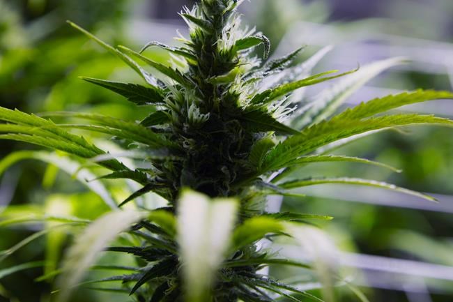 Maryland House approves recreational marijuana legislation | iNFOnews.ca