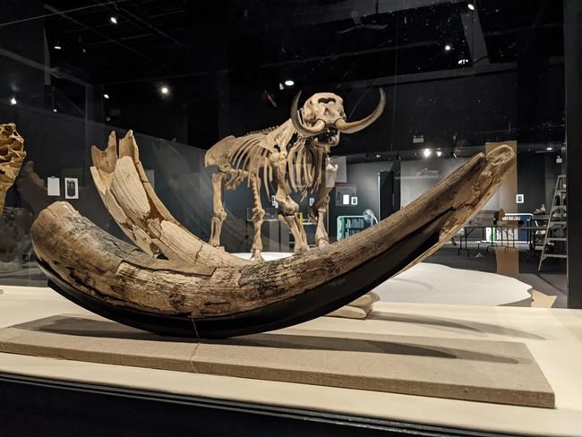 Mastodons: Nova Scotia was home to hairy, elephant-like creatures 80,000 years ago | iNFOnews.ca