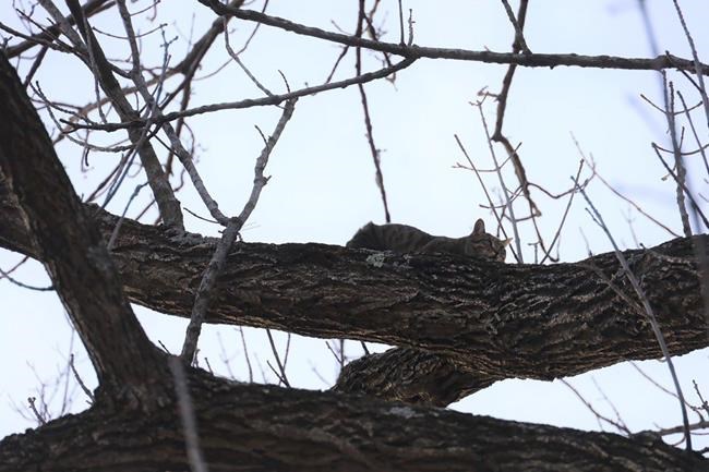 Indiana boy rescued after getting stuck in tree rescuing cat | iNFOnews.ca Indiana boy rescued after getting stuck in tree rescuing cat | iNFOnews.ca