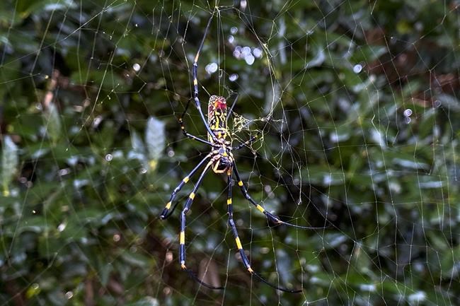 Scientists: Asian spider could spread to much of East Coast | iNFOnews.ca