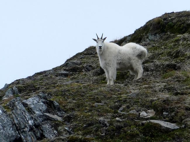 Mountain goat population declining in British Columbia: study | iNFOnews.ca