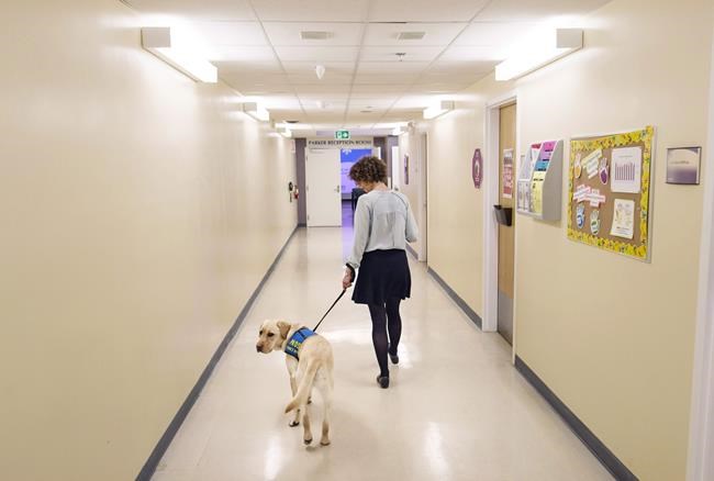ER patients report reduction in pain, anxiety after visit from therapy dogs: study | iNFOnews.ca