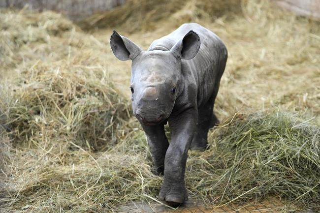 Endangered rhino born in Czech zoo, named Kyiv | iNFOnews.ca Endangered rhino born in Czech zoo, named Kyiv | iNFOnews.ca