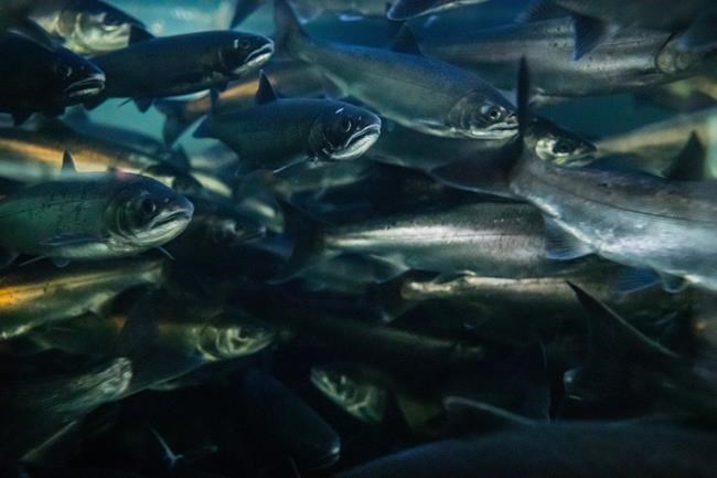 Tire residue chemical in rain runoff kills fish in urban streams, research finds | iNFOnews.ca Tire residue chemical in rain runoff kills fish in urban streams, research finds | iNFOnews.ca