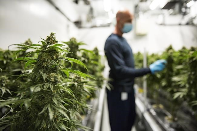 Aurora Cannabis to purchase Thrive Cannabis owner TerraPharma in $38 million deal | iNFOnews.ca Aurora Cannabis to purchase Thrive Cannabis owner TerraPharma in $38 million deal | iNFOnews.ca
