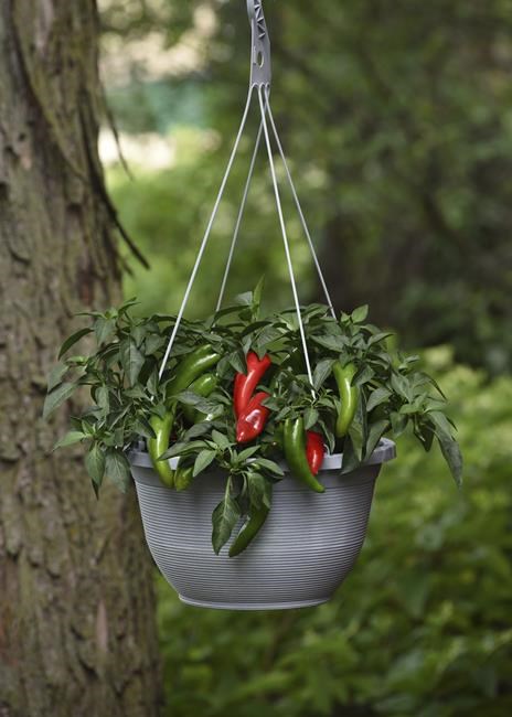 Short on space for veggies? Smaller varieties thrive in pots | iNFOnews.ca
