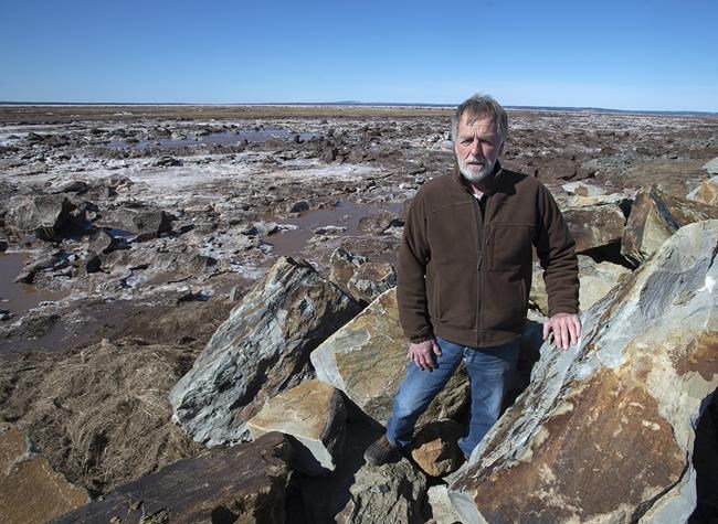 Salt marsh option missing in plan to shield N.S.-N.B. land link from floods: experts | iNFOnews.ca