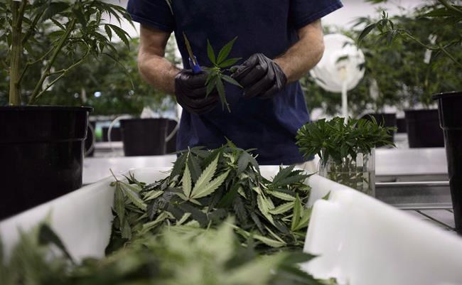 Canopy Growth Corp. appeals CRA penalty for growing pot before being licensed | iNFOnews.ca Canopy Growth Corp. appeals CRA penalty for growing pot before being licensed | iNFOnews.ca