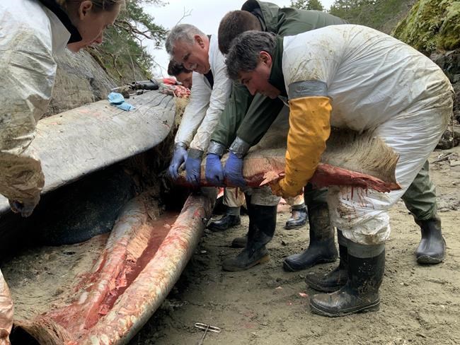 Rare fin whale found dead on remote beach in British Columbia | iNFOnews.ca