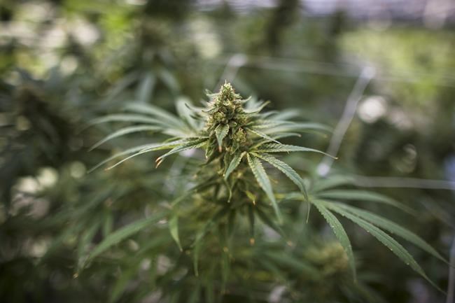 Cannabis retailer High Tide buying two stores in Ontario's cottage country for $2.8M | iNFOnews.ca Cannabis retailer High Tide buying two stores in Ontario's cottage country for $2.8M | iNFOnews.ca