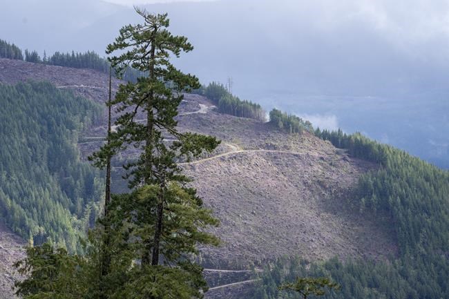 Federal emissions reduction plan still undercounts forestry, environmentalists say | iNFOnews.ca