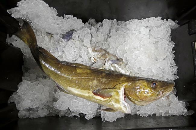 Seafood biz braces for losses of jobs, fish due to sanctions | iNFOnews.ca Seafood biz braces for losses of jobs, fish due to sanctions | iNFOnews.ca