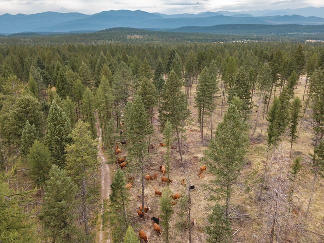 Cattle helping to manage B.C. wildfire risk with targeted grazing | iNFOnews.ca Cattle helping to manage B.C. wildfire risk with targeted grazing | iNFOnews.ca