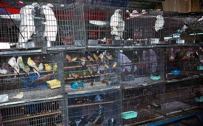 WWF report says online wildlife trade on rise in Myanmar | iNFOnews.ca CP1904646709